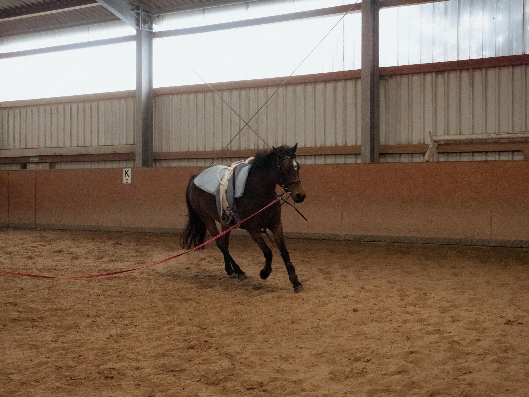 Trening konia w krytej ujeżdżalni podczas nauki podstawowych ćwiczeń