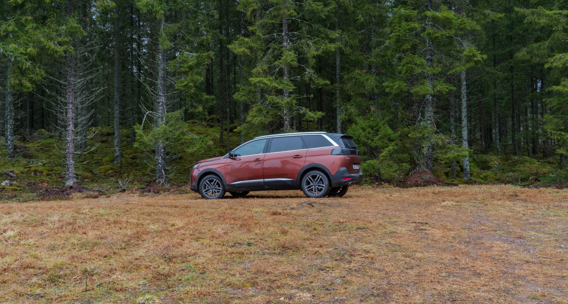 Czerwony SUV zaparkowany na trawie wśród świerków